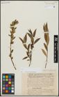Foto von Salix alba L. x Salix pentandra L.